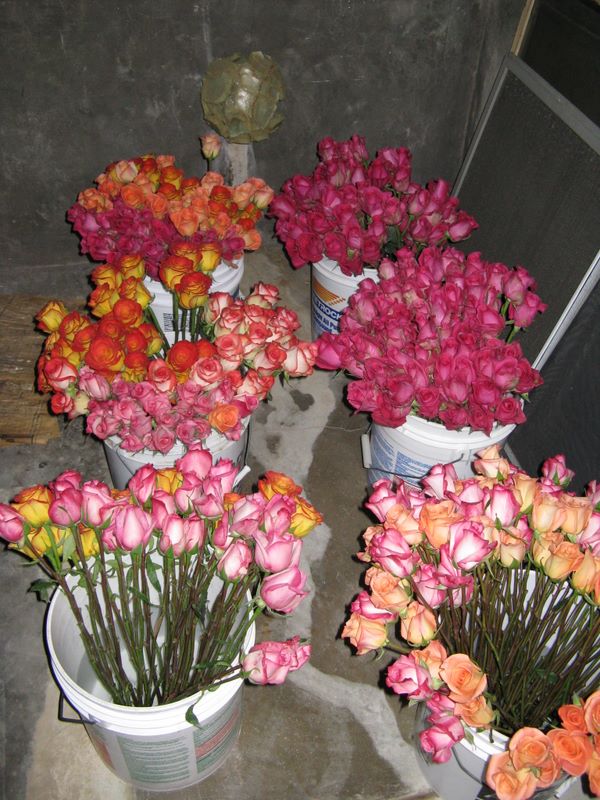 500 Roses