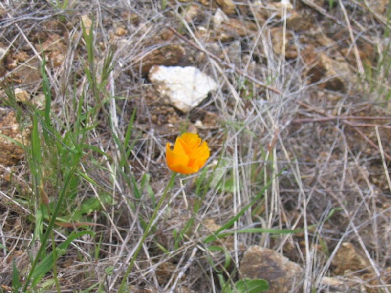 IMG_1274.JPG